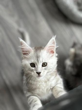 Image 1 of Stunning European Pedigree Maine Coon Kittens Ready Now