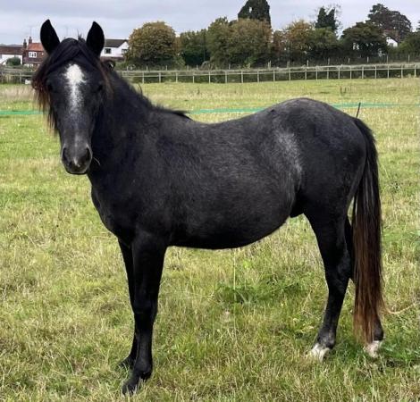 Image 3 of 3yo New Forest geldings and 2yo colt for sale