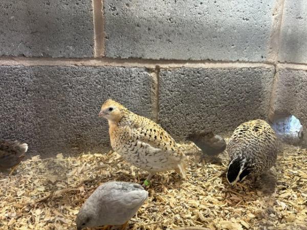 Image 2 of Mexican speckled quail eggs for sale.