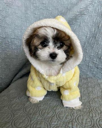 Image 2 of Shih Tzu Home Puppies Available