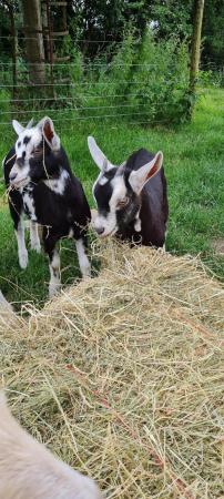 Image 5 of Selection of young goats available