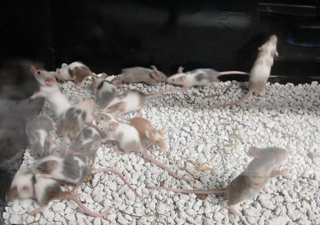 Image 4 of Baby Mice , Tri and mixed coloured