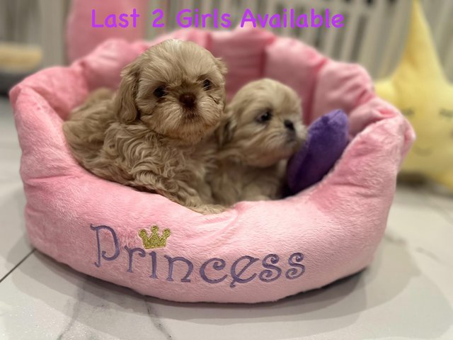 Preview of the first image of Karashihi Imperial ShihTzu 4 girls & 1 boy.