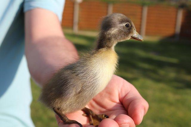 Image 6 of Day old runner ducklings for sale