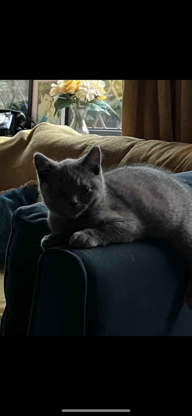 Preview of the first image of British blue shorthair 10monthold full pedigree active.
