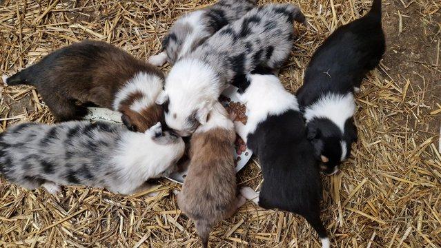 Image 4 of CARIAD litter of Welsh Sheepdog Border Collie pups