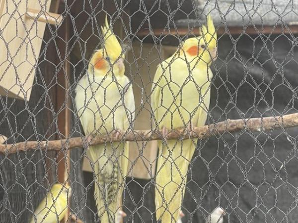 Image 2 of Cockatiels - this years chicks - £60 each