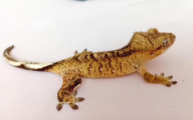 Image 5 of Perfectly Marked Brindle Crested Gecko