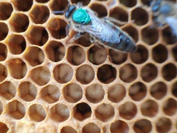 Image 3 of Honey bees, Nucs, hives, bee keeping, raw honey