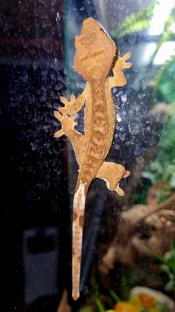 Image 2 of Beautiful Male Crested Gecko