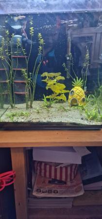 Image 4 of Tropical fish tank. Complete set up