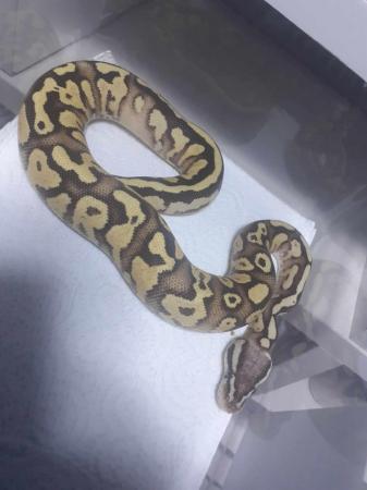 Image 4 of Firefly gravel/yb royal python