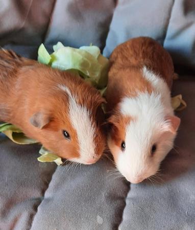 Image 2 of Baby Guinea pigs for sale