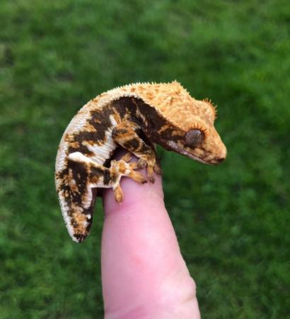 Image 3 of Lilly white crested gecko