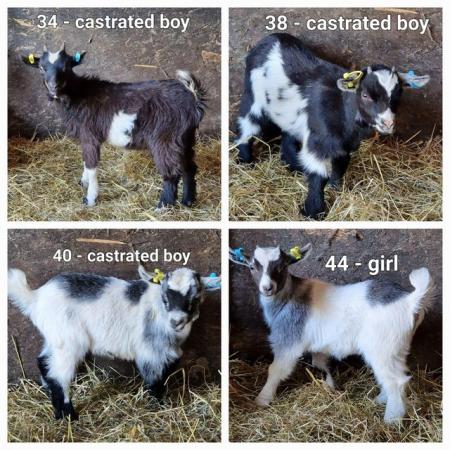 Image 2 of Pygmy goats for sale - ONLY A FEW LEFT