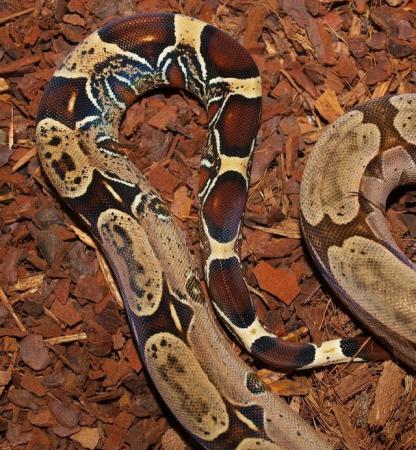Image 5 of Suriname BCC (True red tailed boa constrictor)