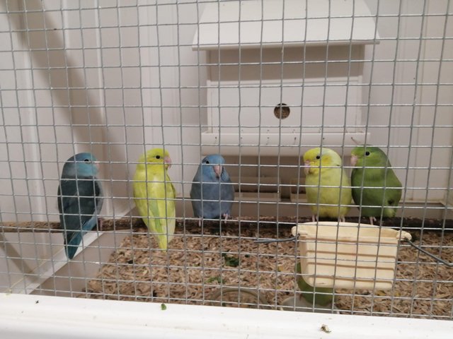 Preview of the first image of Baby Parrotlets Ready to leave.
