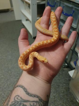 Image 3 of Albino Sonoran Gopher snake babies for sale