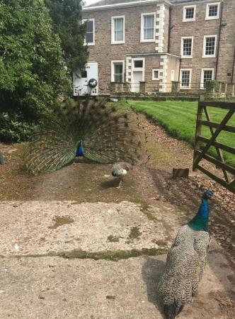 Image 6 of Peacocks Peahens Peafowl for sale. Peacock Peanen 1yr old