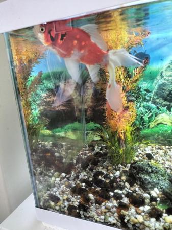 Image 2 of 2 goldfish for sale , suitable for a pond