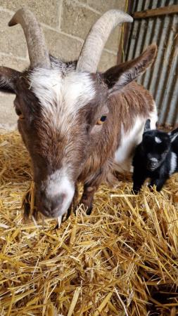 Image 3 of Baby Pygmy female goats for sale