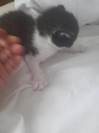 Image 3 of Kittens for sale x2 ready first week of may