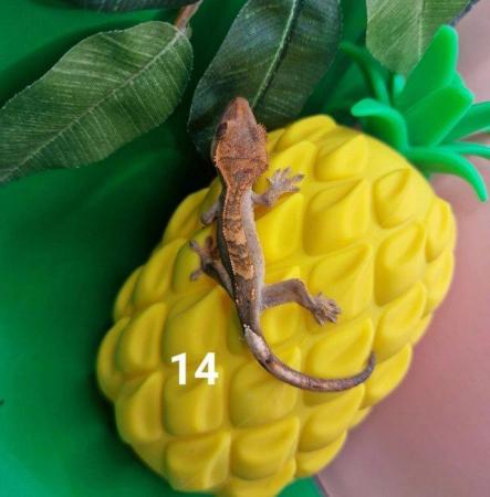 Image 6 of Crested Gecko Juveniles CB23