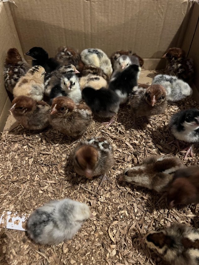 Preview of the first image of Day old to off heat chicks available. Eggs also available..