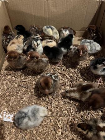 Image 1 of Day old to off heat chicks available. Eggs also available.