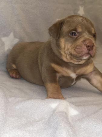 Image 14 of Pocket bully puppies for sale abkc registered