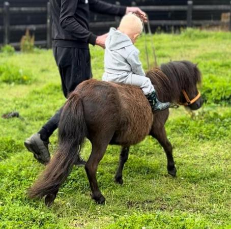 Image 5 of Sweet little 3 year old Shetland mare