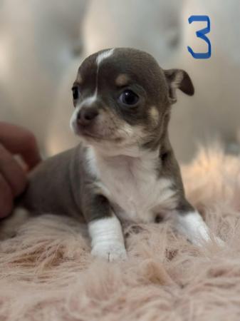 Image 3 of Stunning Apple Head Chihuahua Puppies