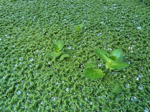 Image 3 of Fairy moss (Azolla  Caroliniana)