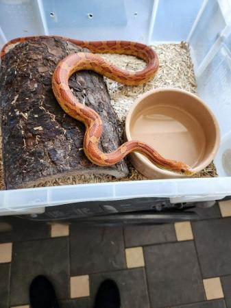 Image 5 of CORN SNAKES OF DIFFERENT TYPES