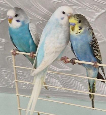 Image 2 of Baby budgies hand raised by us