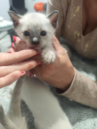 Image 3 of 5 Male Siamese kittens for sale - 3 LEFT - WHITE, GREY SOLD