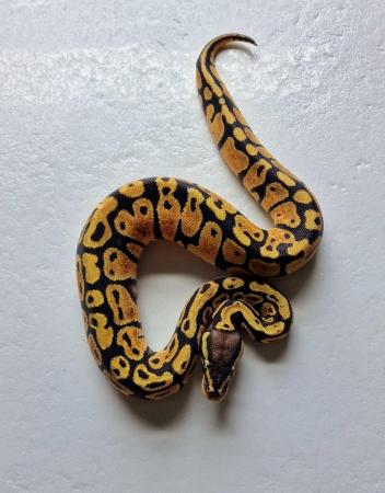 Image 9 of Hatchling royal pythons for sale