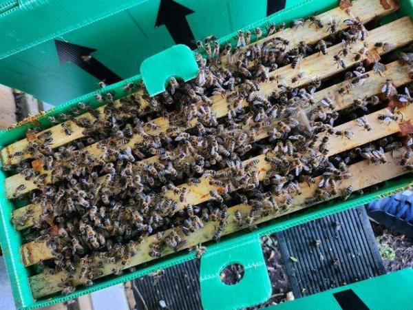 Image 2 of Overwintered Strong Honey Bees 5-Frame Nucs For Sale