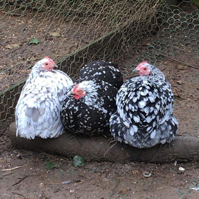 Preview of the first image of Pekin bantums-hand raised gentle little birds-also chicks.