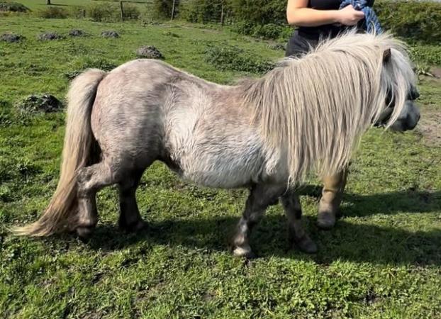 Image 3 of Licenced Shetland Pony stallion