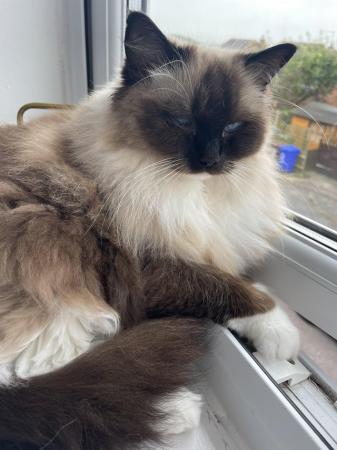 Image 2 of Beautiful Ragdoll looking for forever home