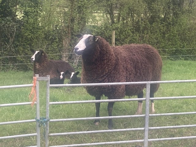 Preview of the first image of Pedigree Zwartbles Ram £150 Ono.