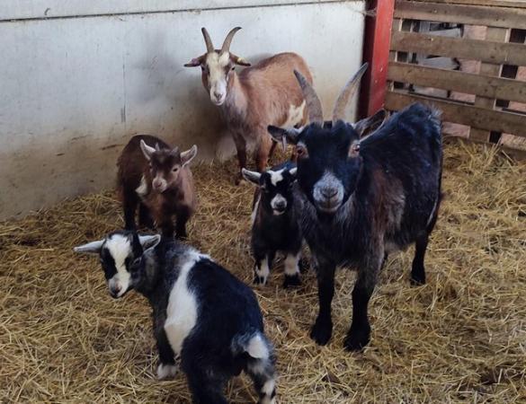 Image 3 of Pygmy Goat Kids For Sale