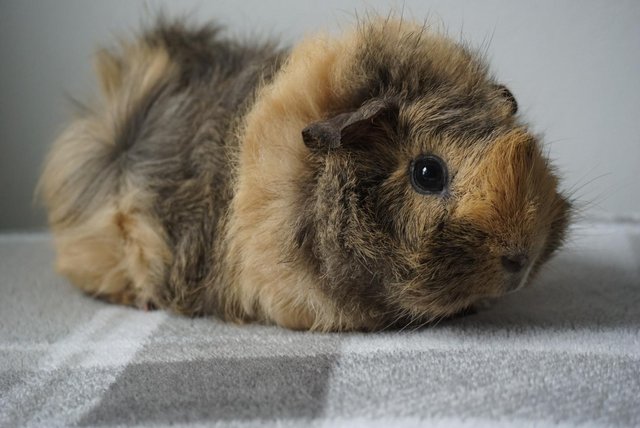 Image 1 of Ready now, male guinea pig