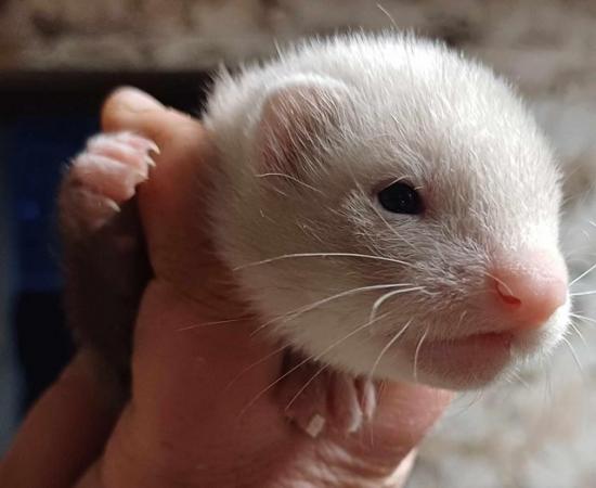Image 12 of *Ready now,Baby Ferrets For Sale,Hobs and Jill's available*
