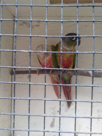 Image 5 of Young green cheek conures