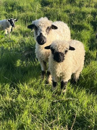 Image 2 of Sheep and lambs for sale