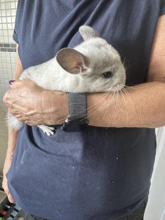 Image 4 of Beautiful Chinchillas for Sale