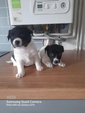 Image 11 of 1 Beautiful black and white jack russell girl left