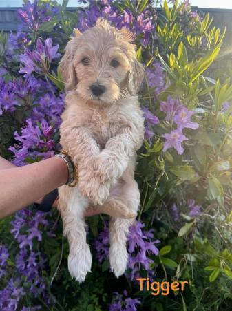 Image 3 of Goldendoodle Puppies for sale